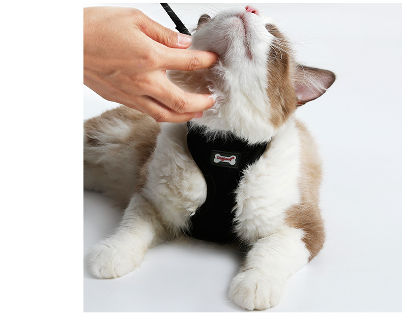 Non-Slip Cat Harness with Leash | Mesh & Fabric