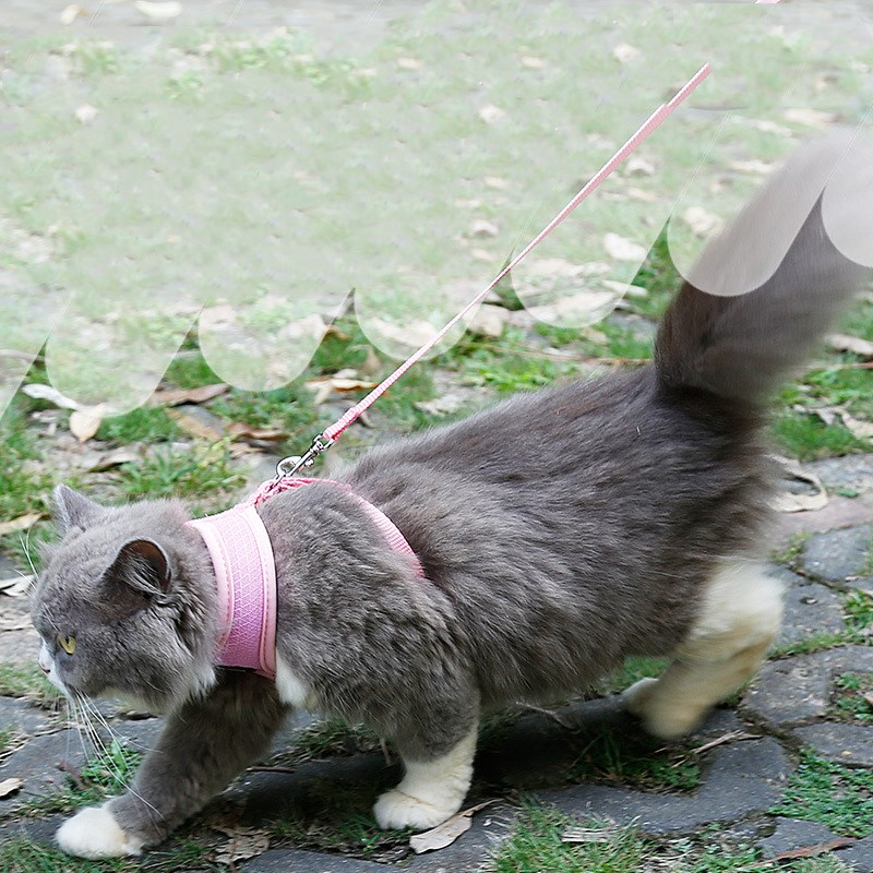 Non-Slip Cat Harness with Leash | Mesh & Fabric